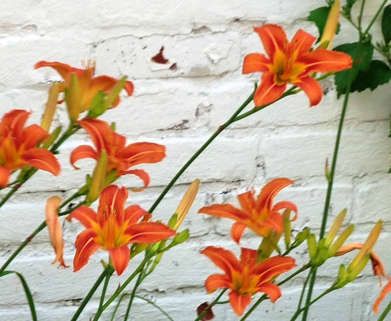 lilies