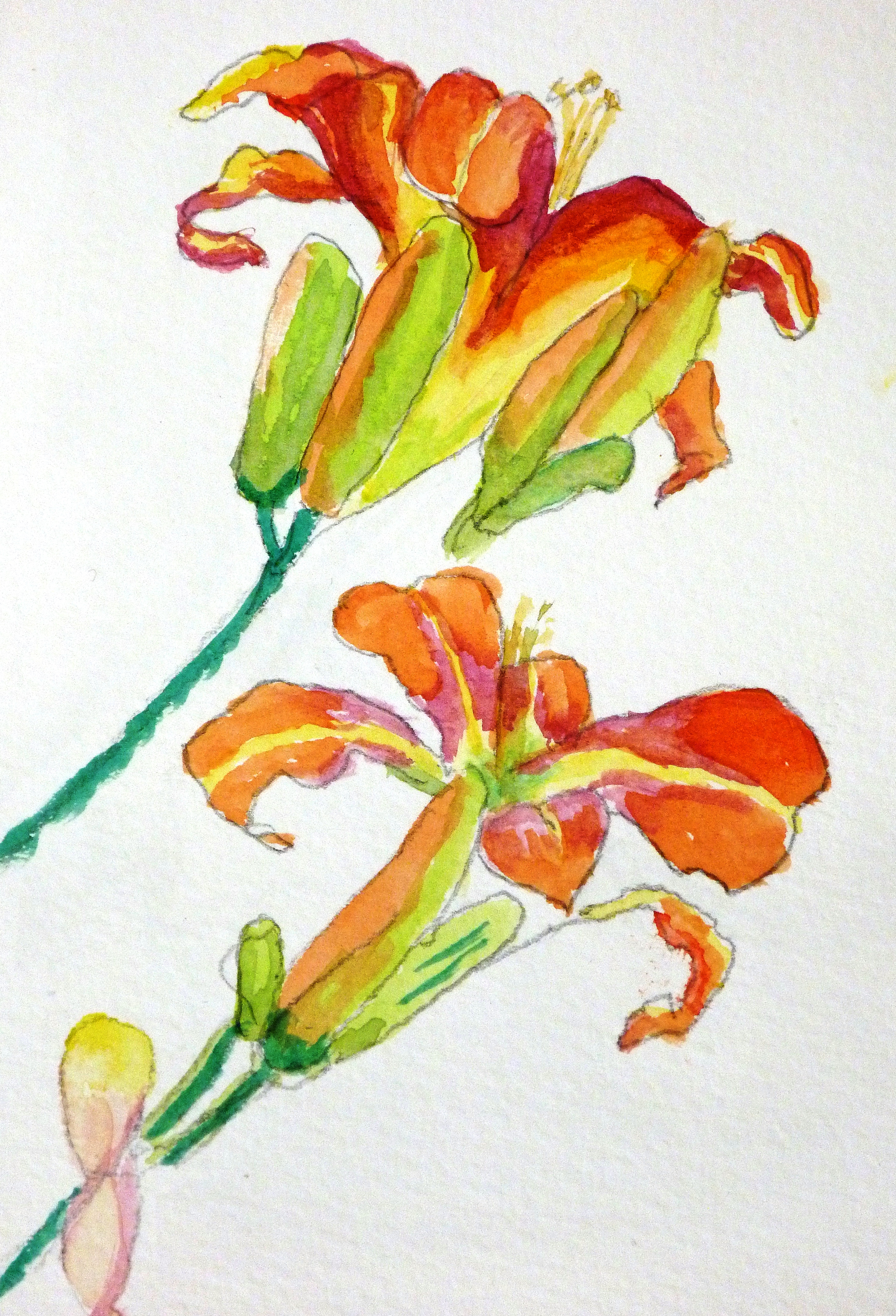 lilies