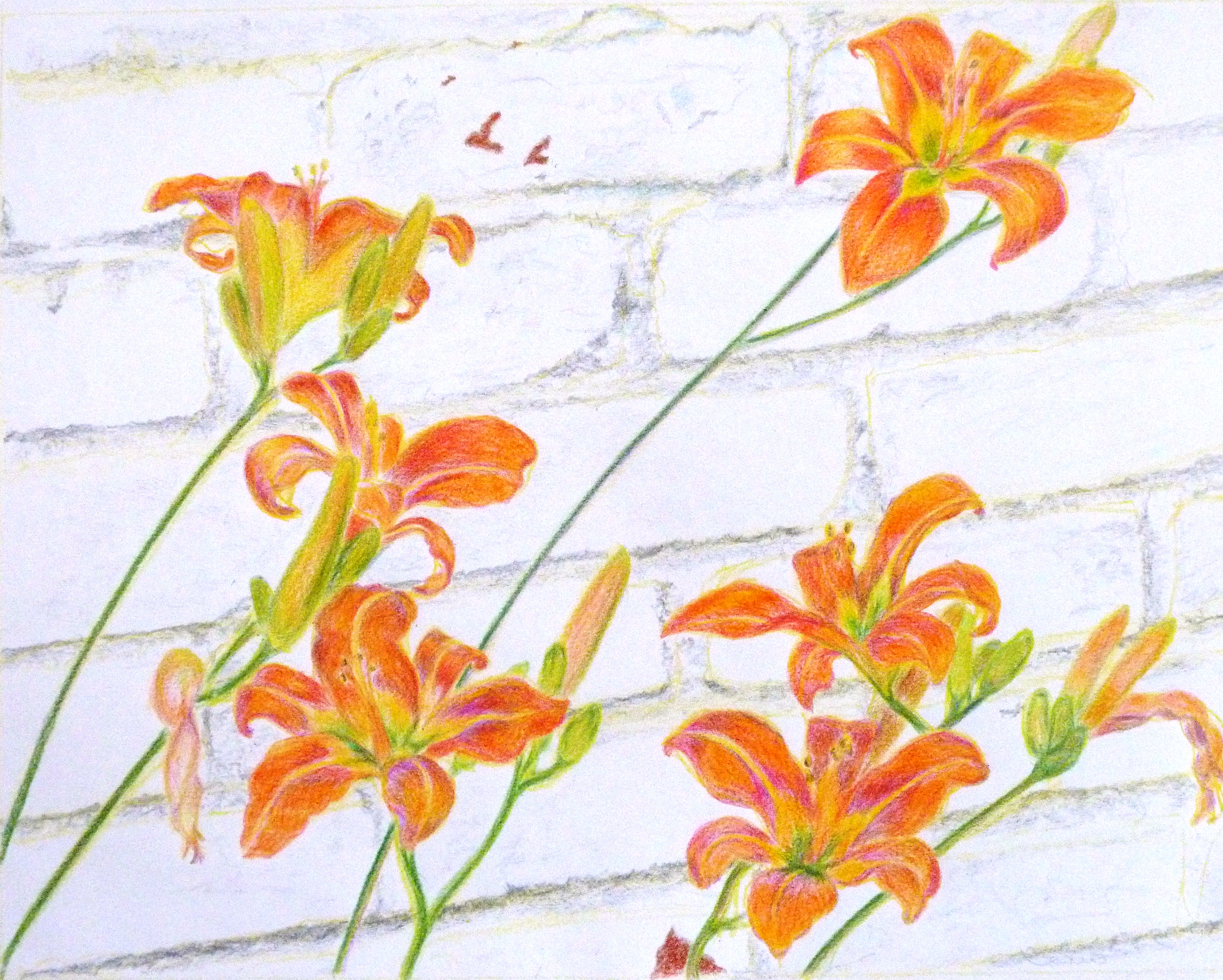 Lilies